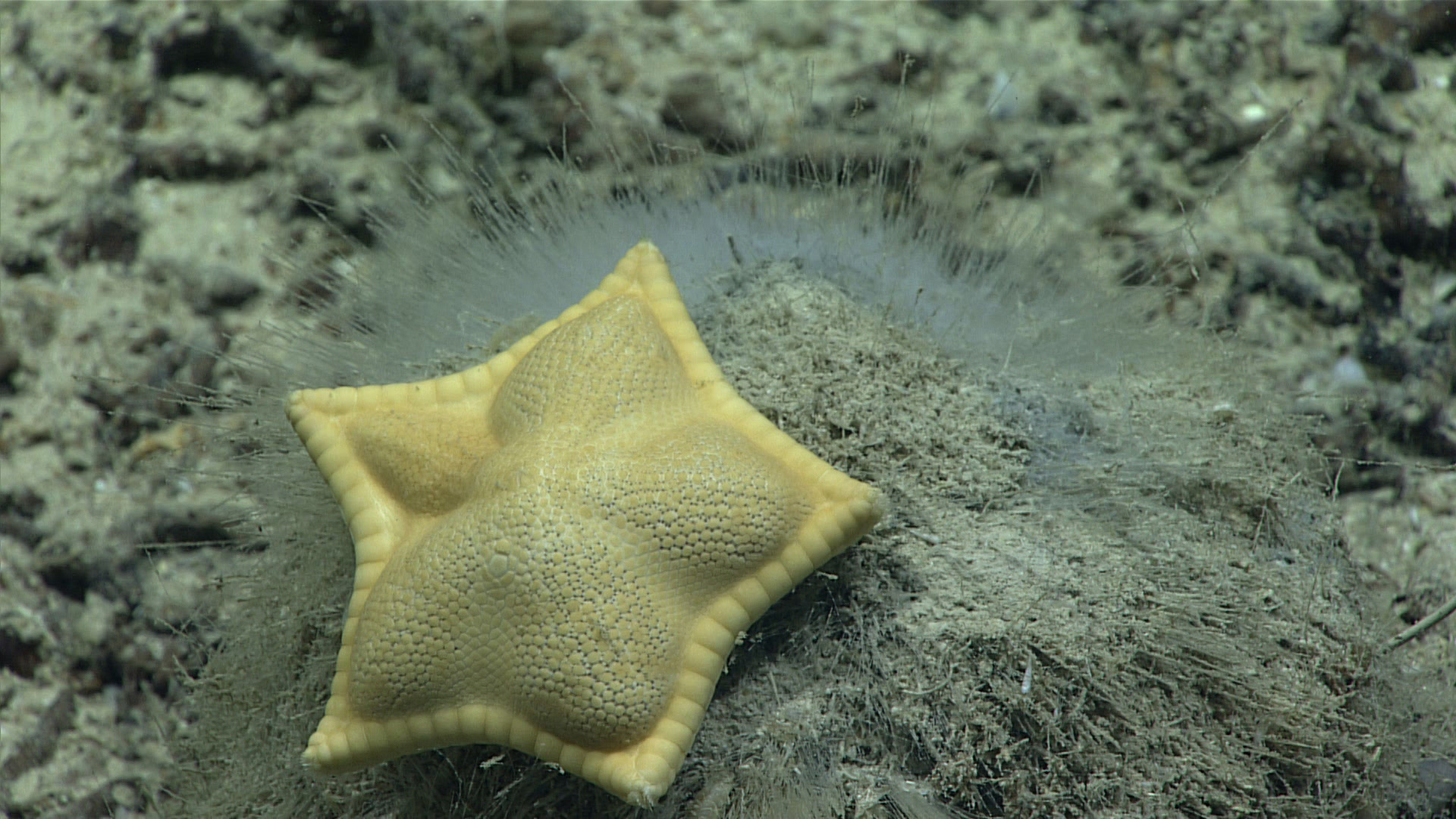海底で観察された、五角形に近い黄色いヒトデPlinthaster dentatus